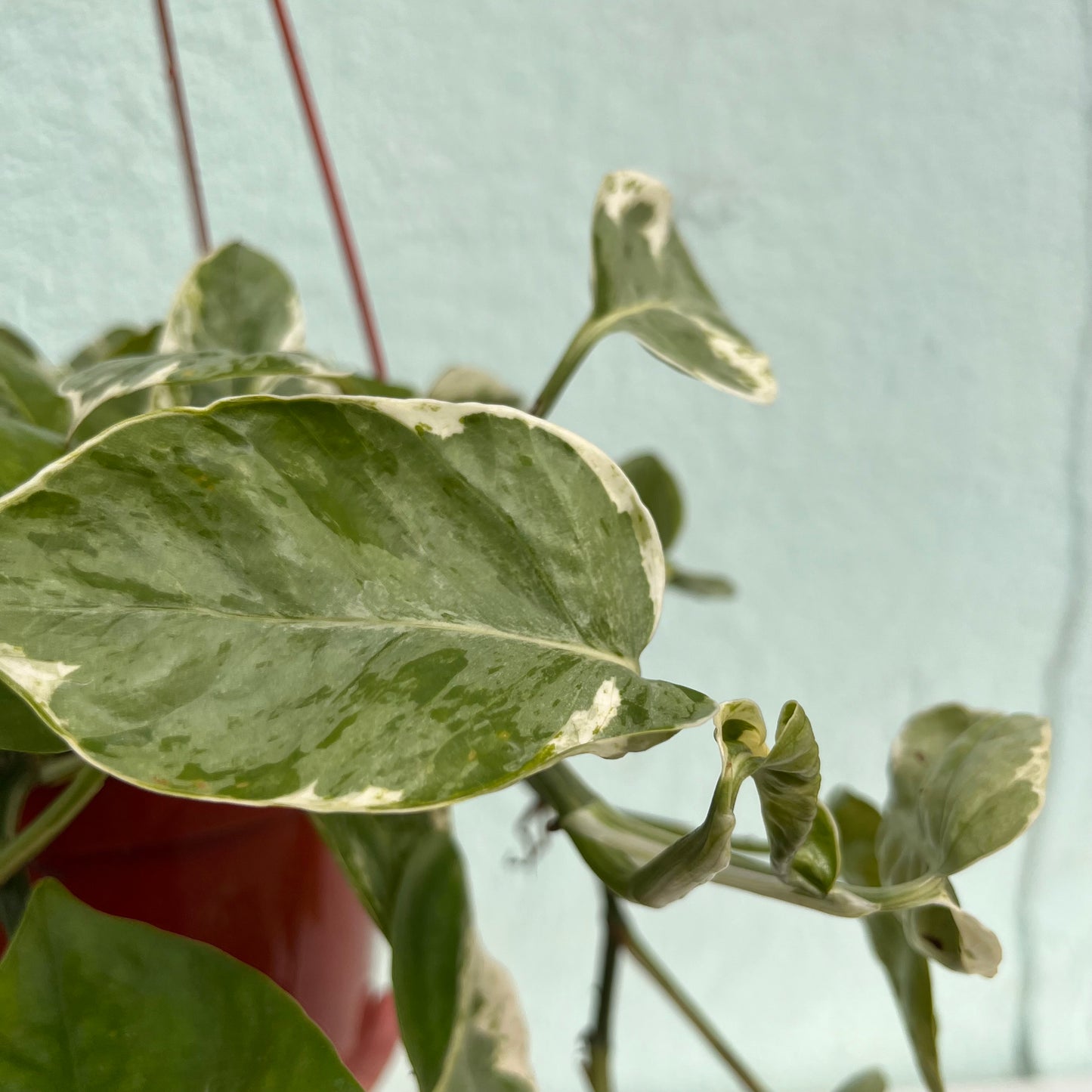 Pothos - Pearls and Jade 6 inch HB