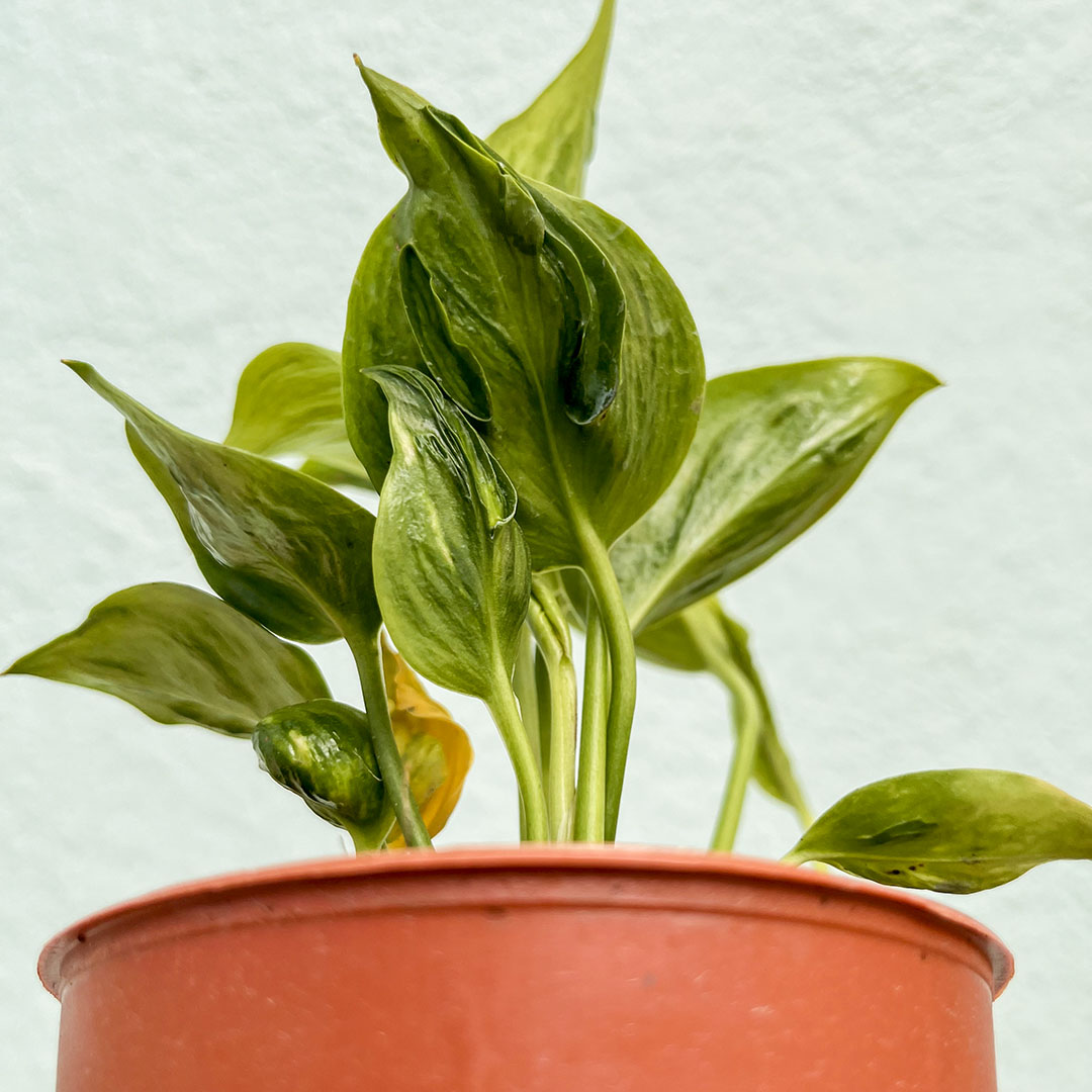 Pothos - Golden Shangri La 4 inch