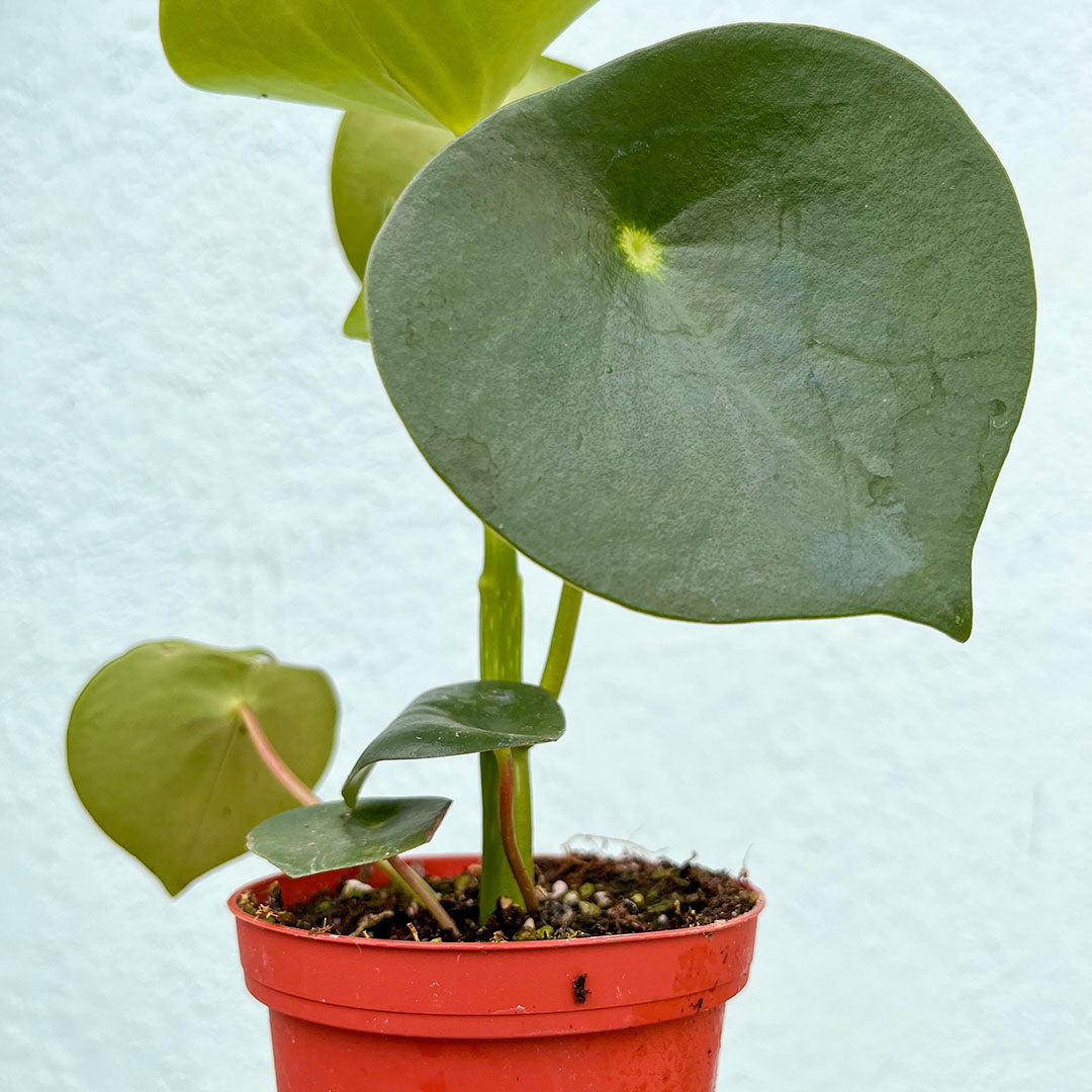Peperomia-Raindrop Owls Eye 4"