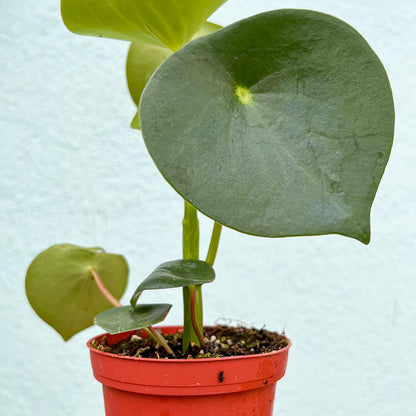 Peperomia-Raindrop Owls Eye 4"