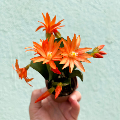 Cactus-Holiday-2 inch