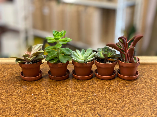 Succulents-Assorted 1 inch with attached saucer