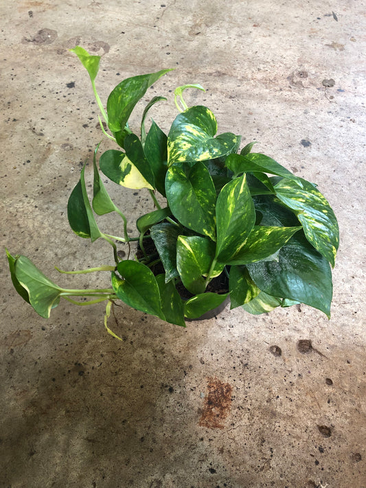 Pothos - Golden-6 inch