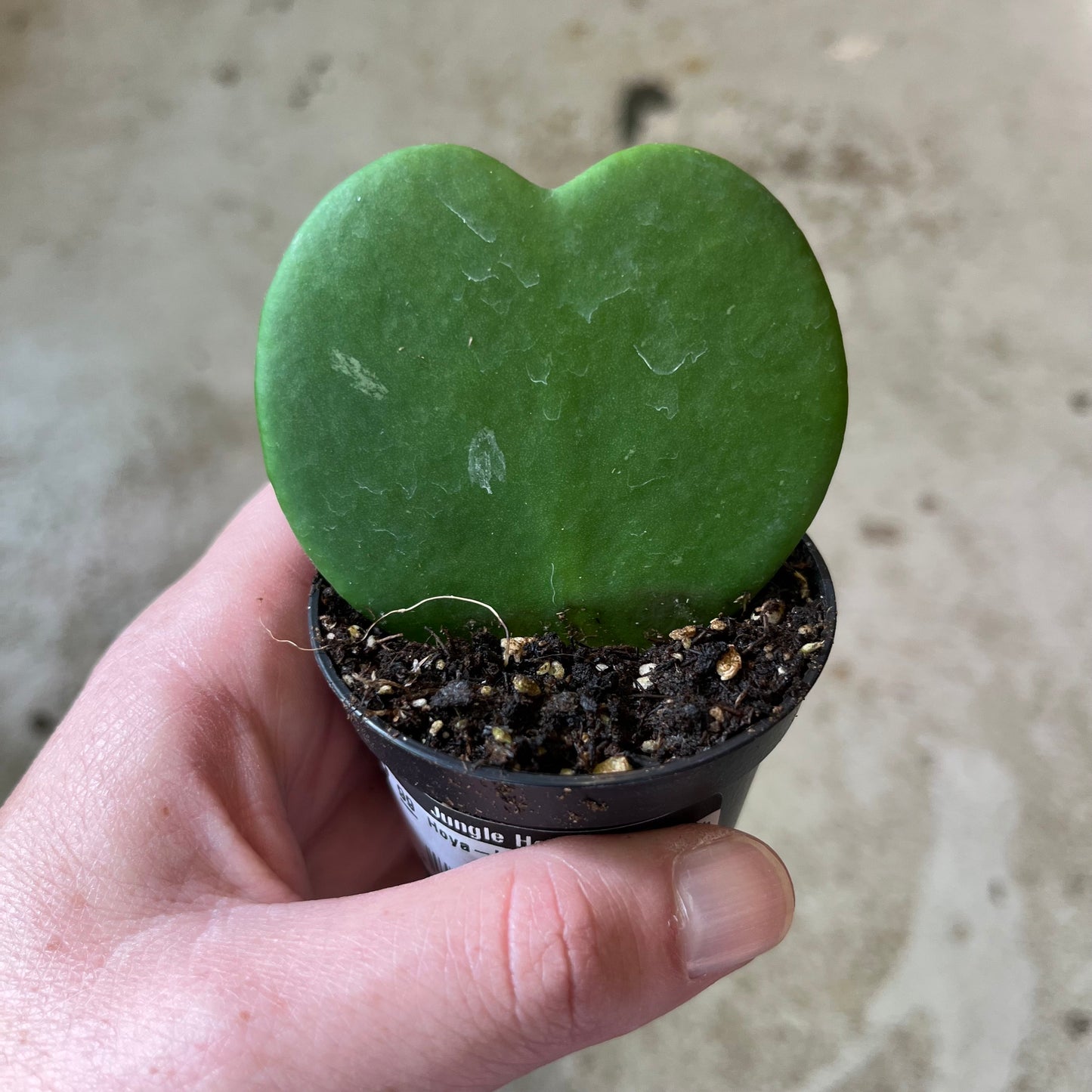 Hoya-Kerrii Green 2 inch