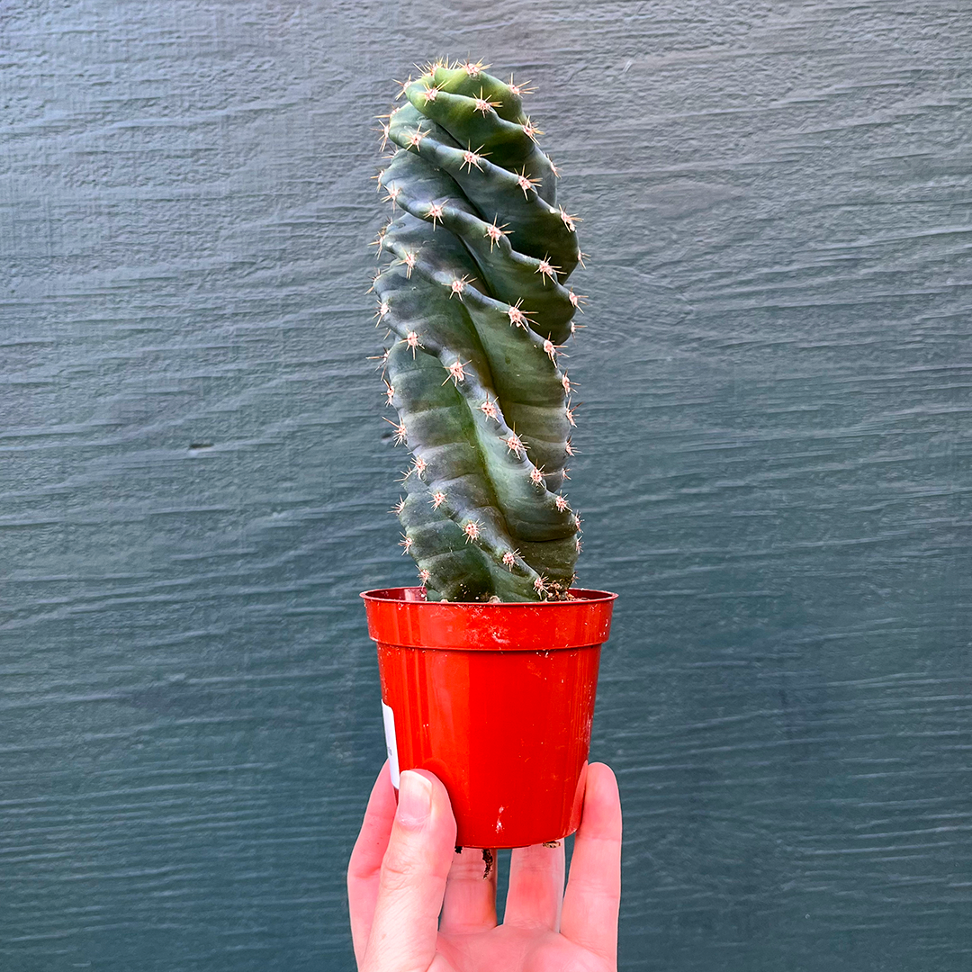 Cereus-Forbesii Spiralis (Spiral Cactus) 4 inch