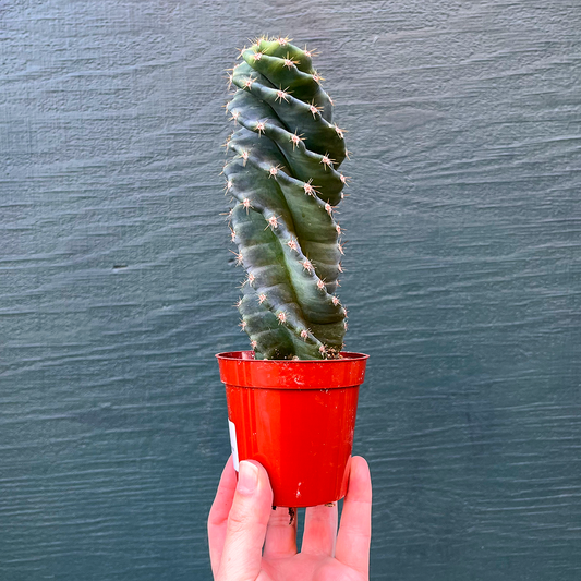 Cereus-Forbesii Spiralis (Spiral Cactus) 4 inch