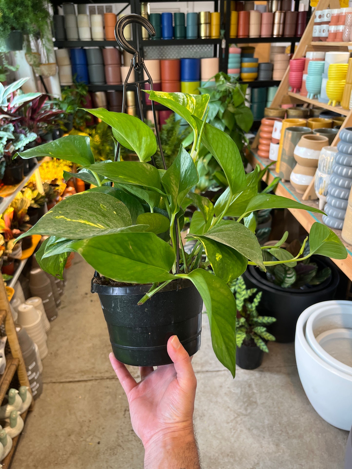 Pothos - Golden HB - 6 inch