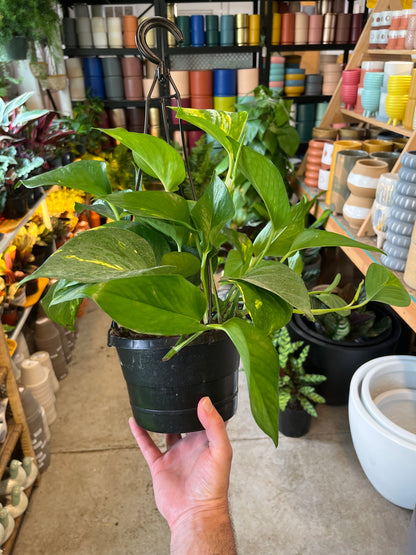 Pothos - Golden HB - 6 inch