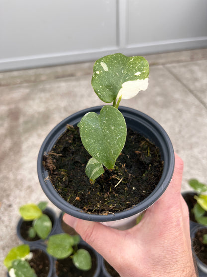 Monstera Deliciosa Thai Constellation 4 inch