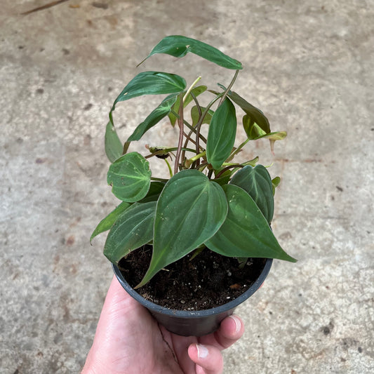 Philodendron-Micans 4 inch