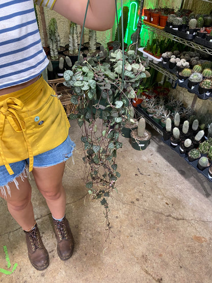 String of Hearts 6" hanging basket