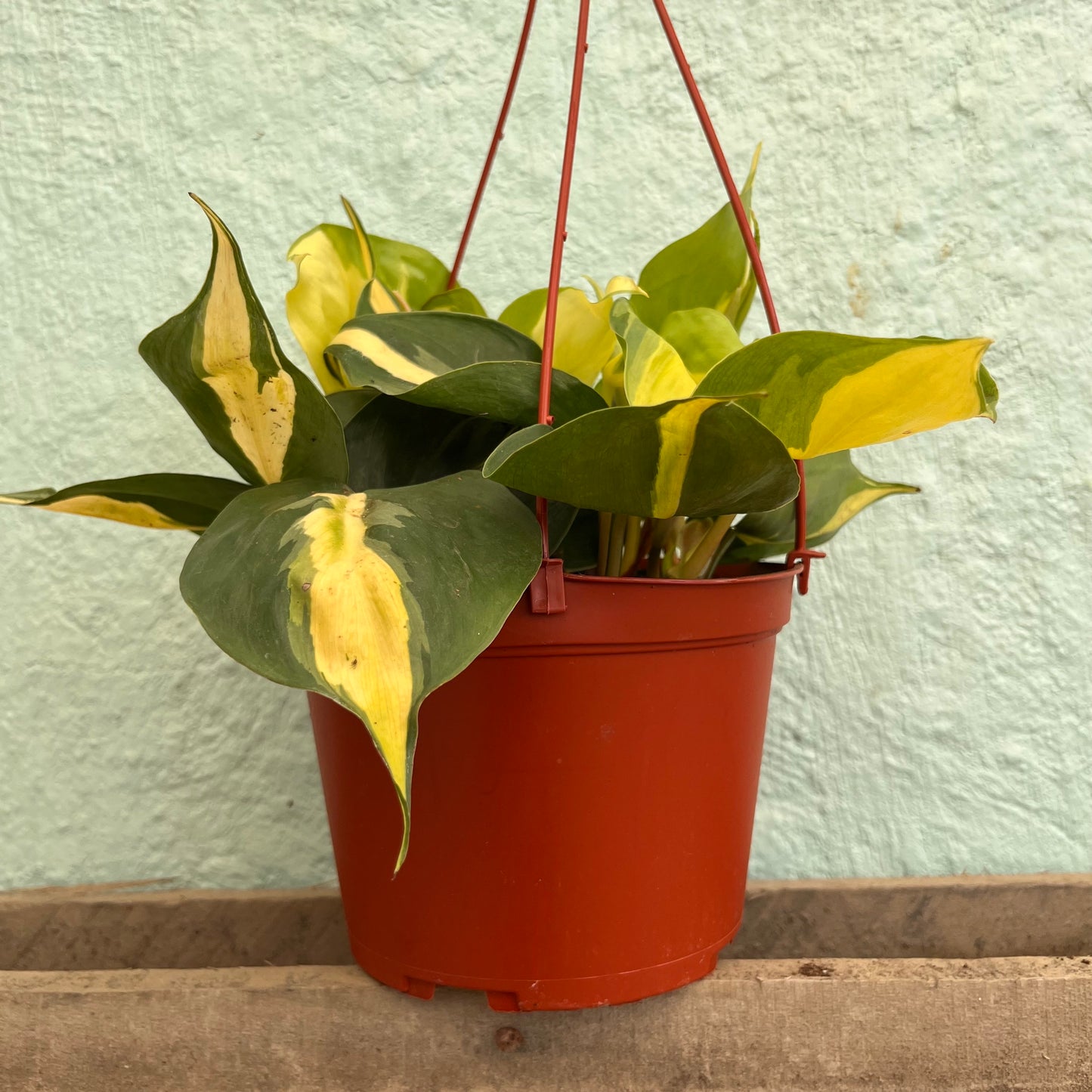 Philodendron-Cordatum Lemon Stripe 6" Hanging