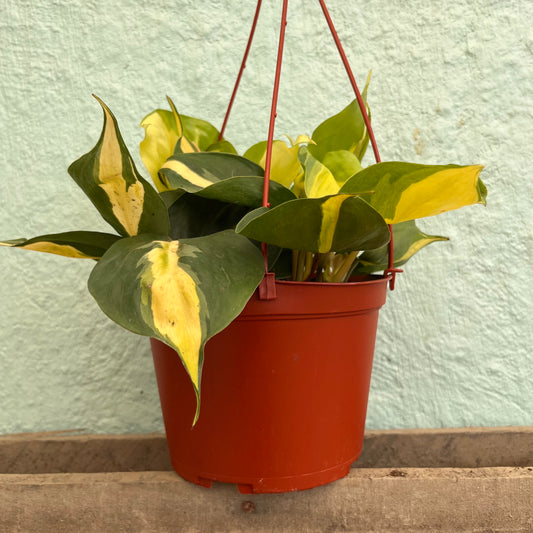Philodendron-Cordatum Lemon Stripe 6" Hanging