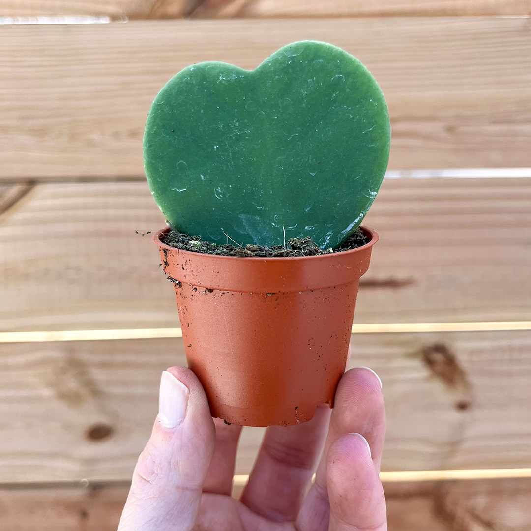 Hoya-Kerrii Green 2 inch