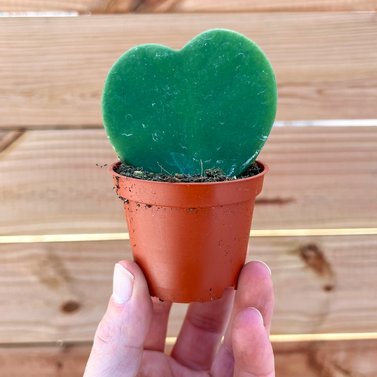 Hoya-Kerrii Green 2 inch