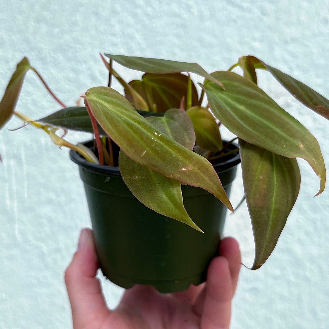 Philodendron-Micans 4 inch