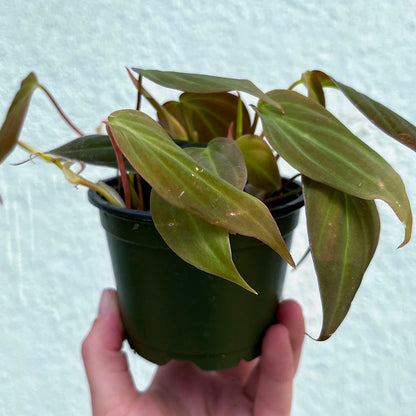 Philodendron-Micans 4 inch