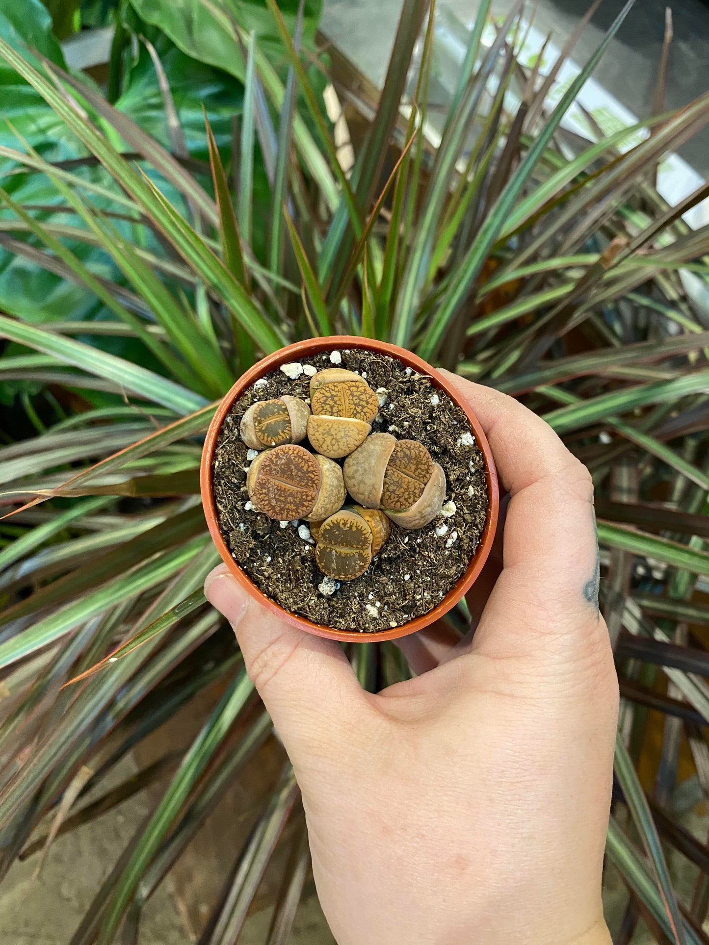 Lithops 3 inch