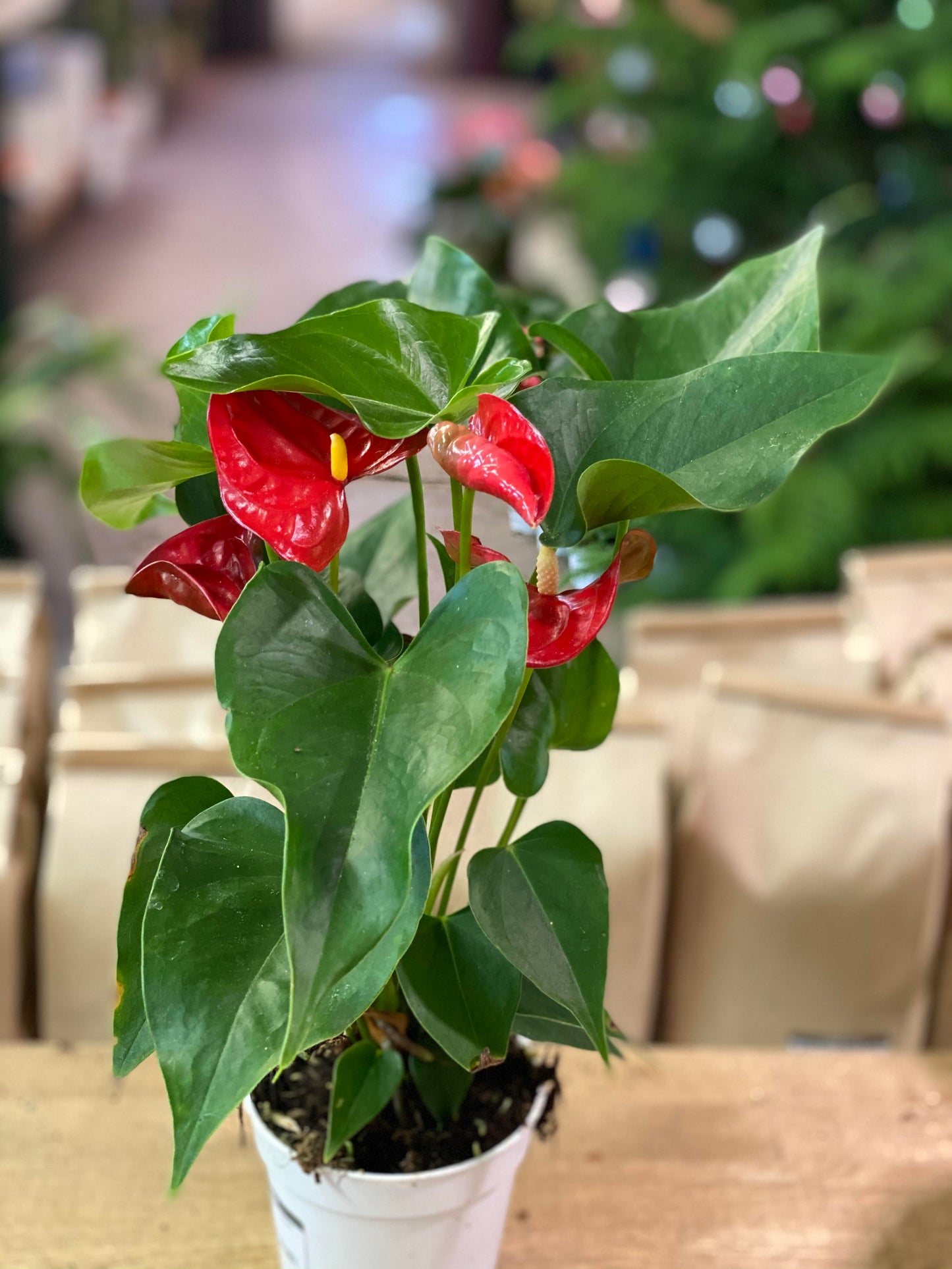 Anthurium-Dutch Assorted-4 inch