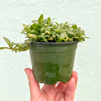 Fittonia-White-4 inch