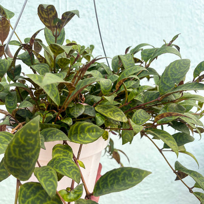 Lipstick-Black Pagoda 6" hanging basket