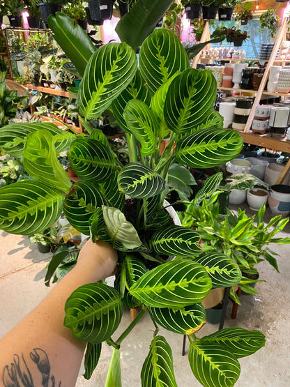 Maranta-Lemon Lime-6 inch