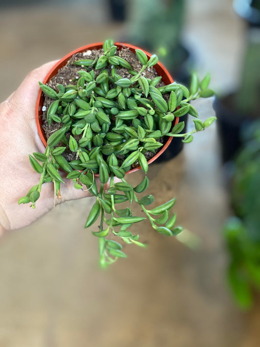 Senecio-Radicans (String of Bananas)-4 inch