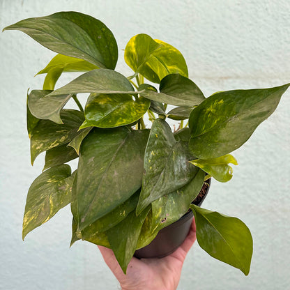 Pothos - Golden-6 inch