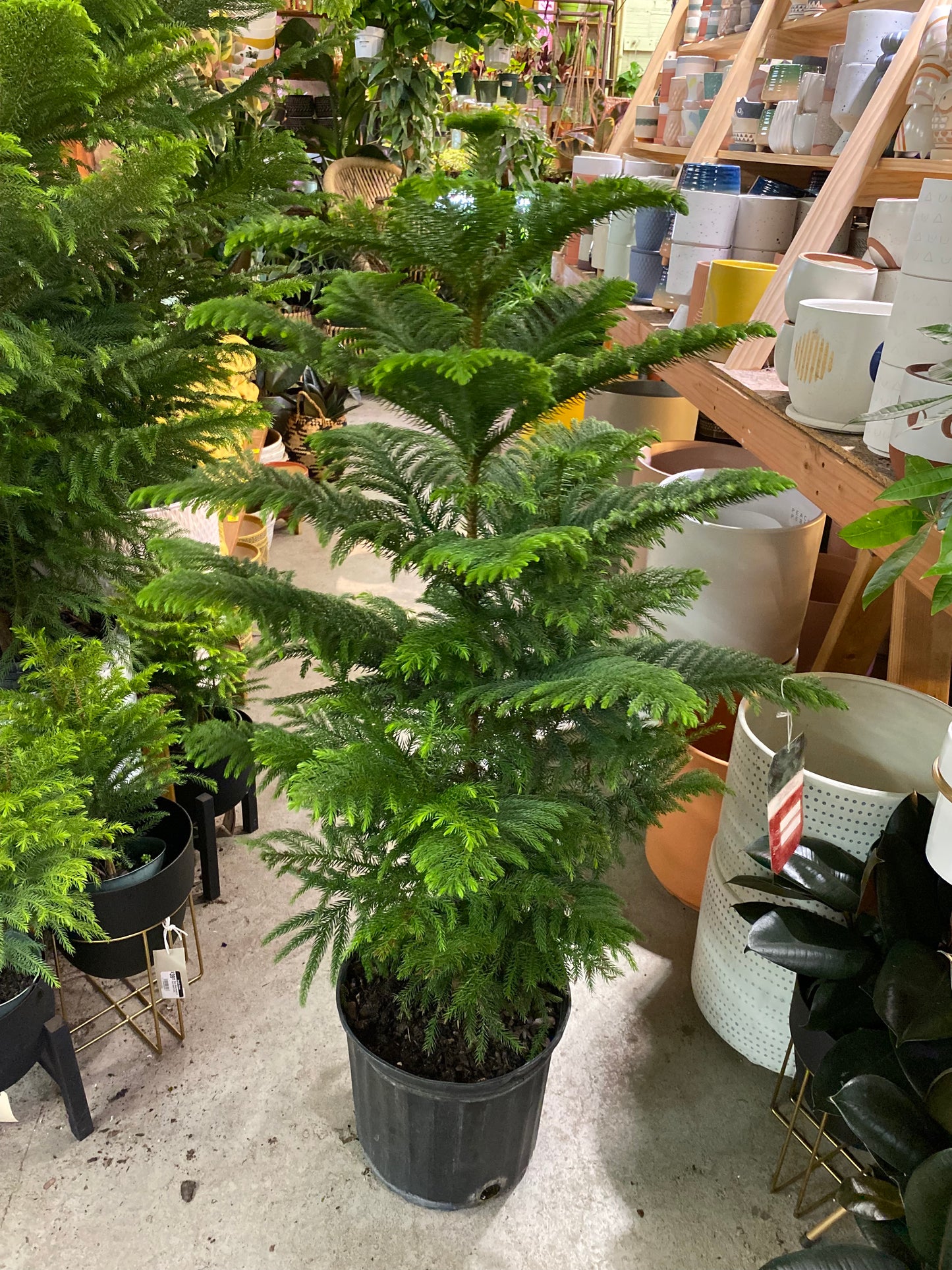 Araucaria-Norfolk Island Pine 10 inch *local delivery only*