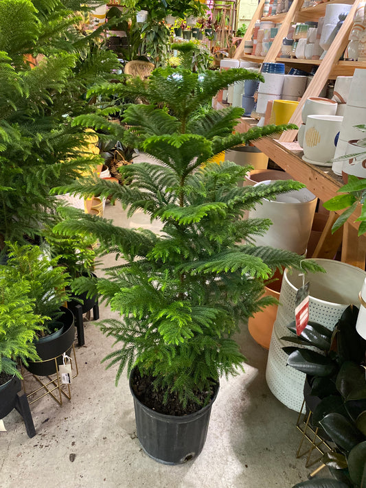 Araucaria-Norfolk Island Pine 10 inch *local delivery only*