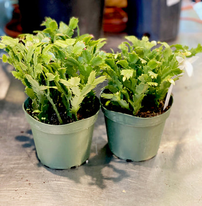 Cactus-Holiday-6 inch