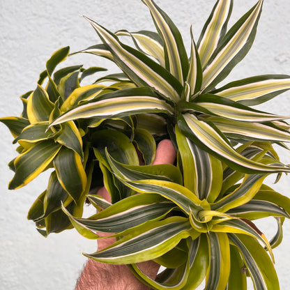 Dracaena-Dragon Assorted 4 inch