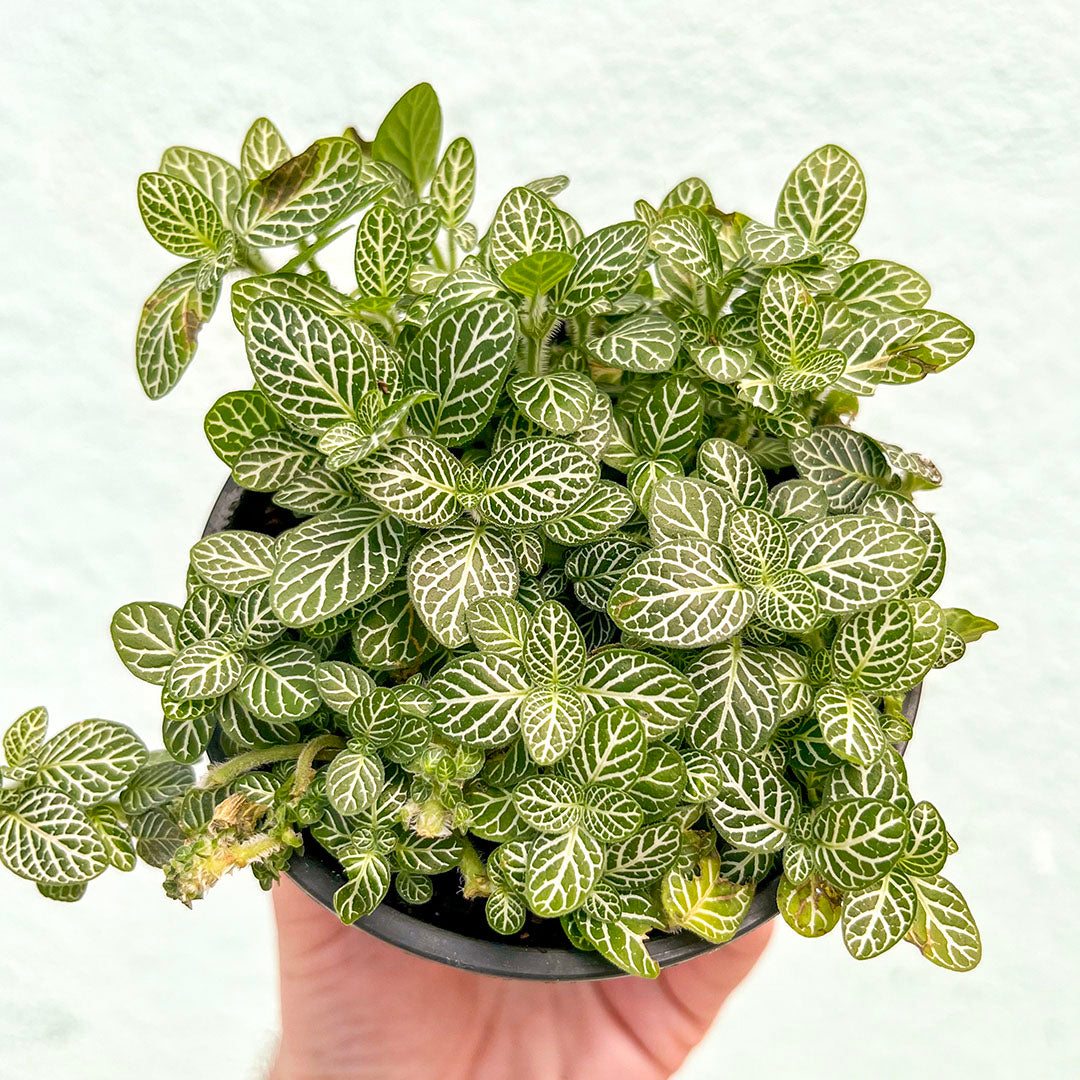 Fittonia-White-4 inch