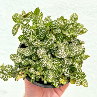 Fittonia-White-4 inch