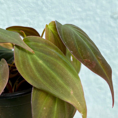 Philodendron-Micans 4 inch