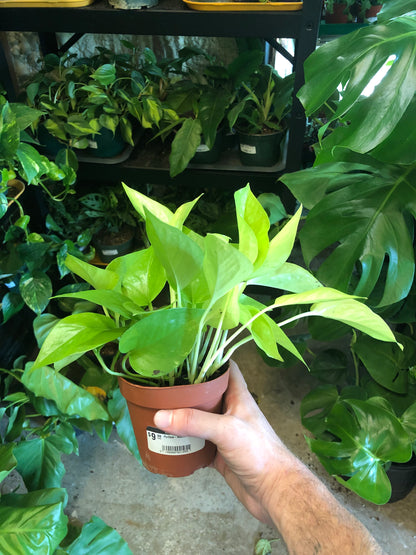 Pothos-Neon-4 inch