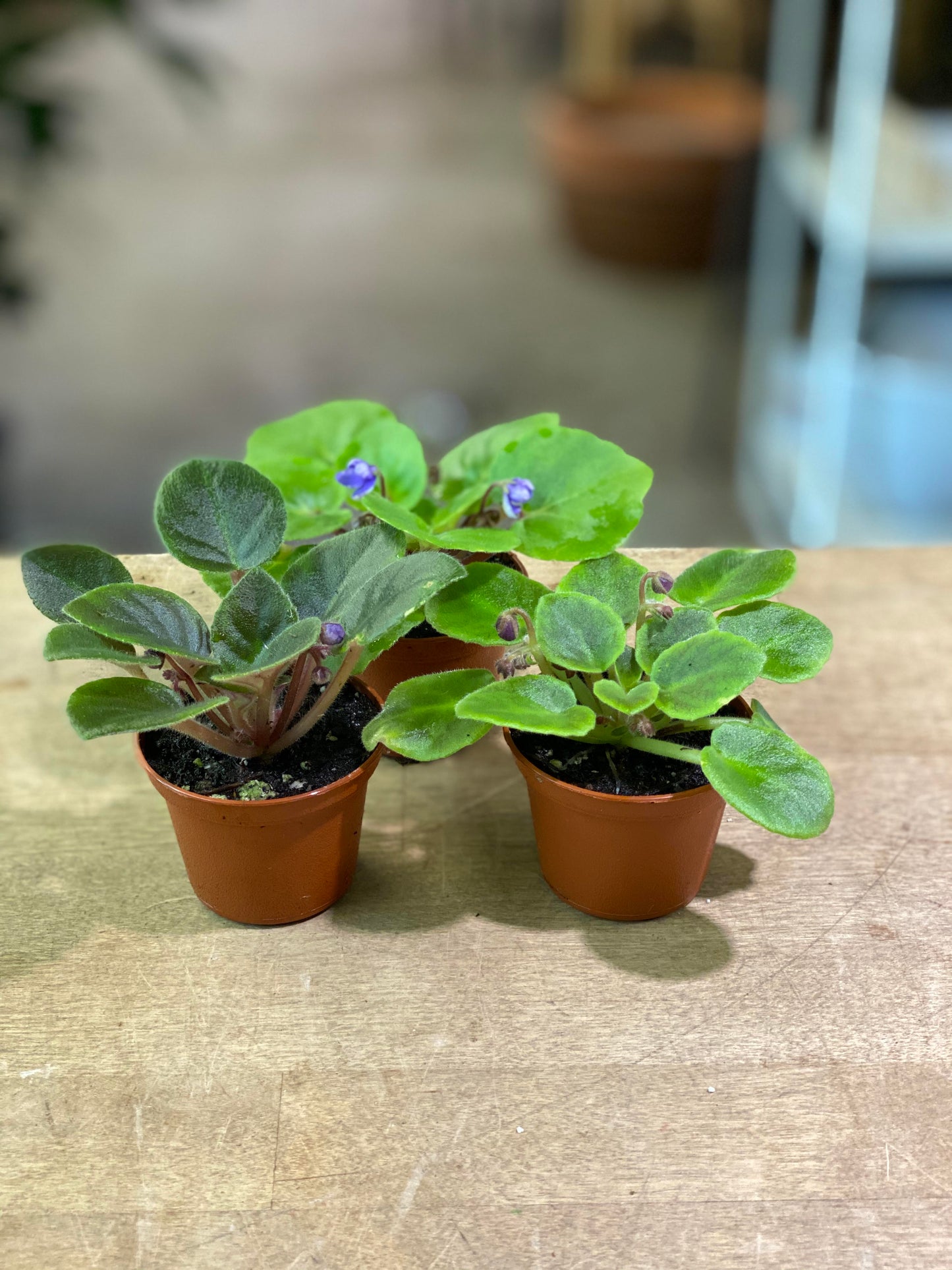 African Violet-Mini -2 inch