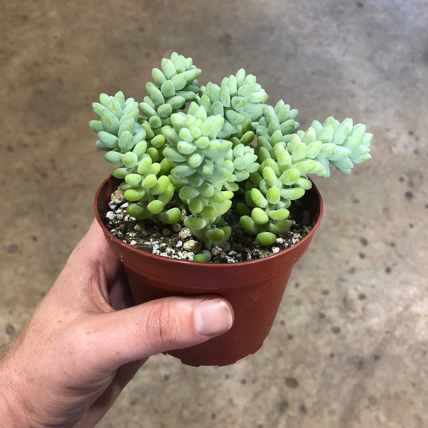 Burros Tail (Sedum Morganianum) 4"