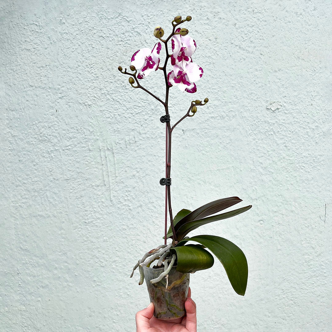 Orchid-Phalaenopsis Single Spike-3 inch