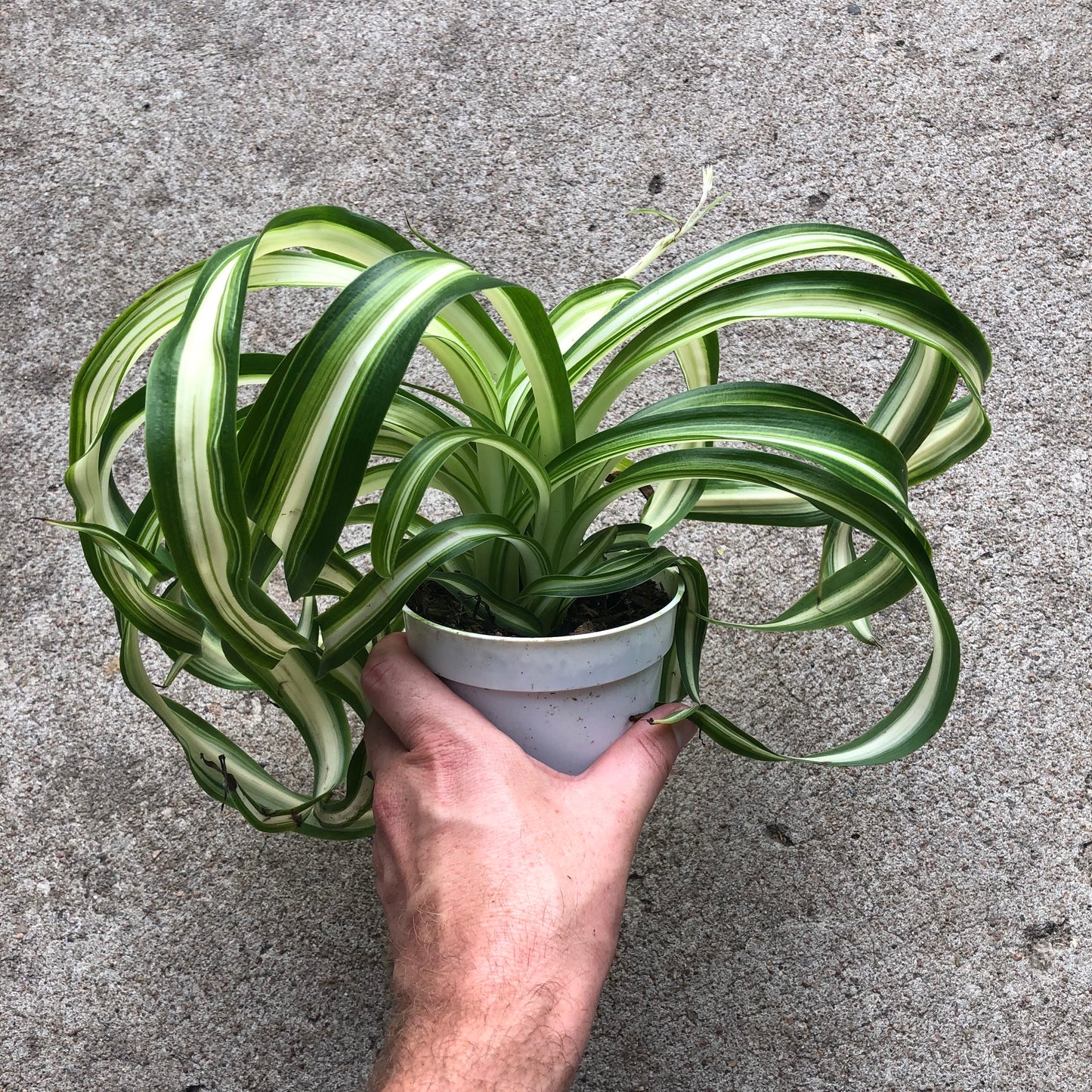 Spider-Bonnie 4 inch