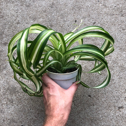 Spider-Bonnie 4 inch