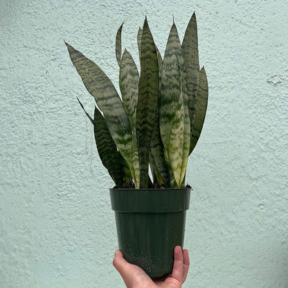 Sansevieria-Zeylanica 6 inch