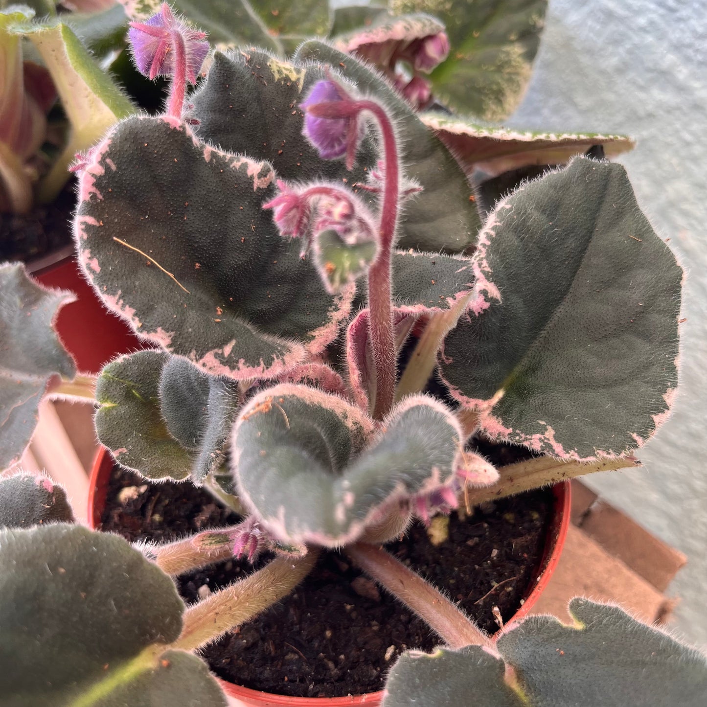 African Violet-Assorted- 4 inch