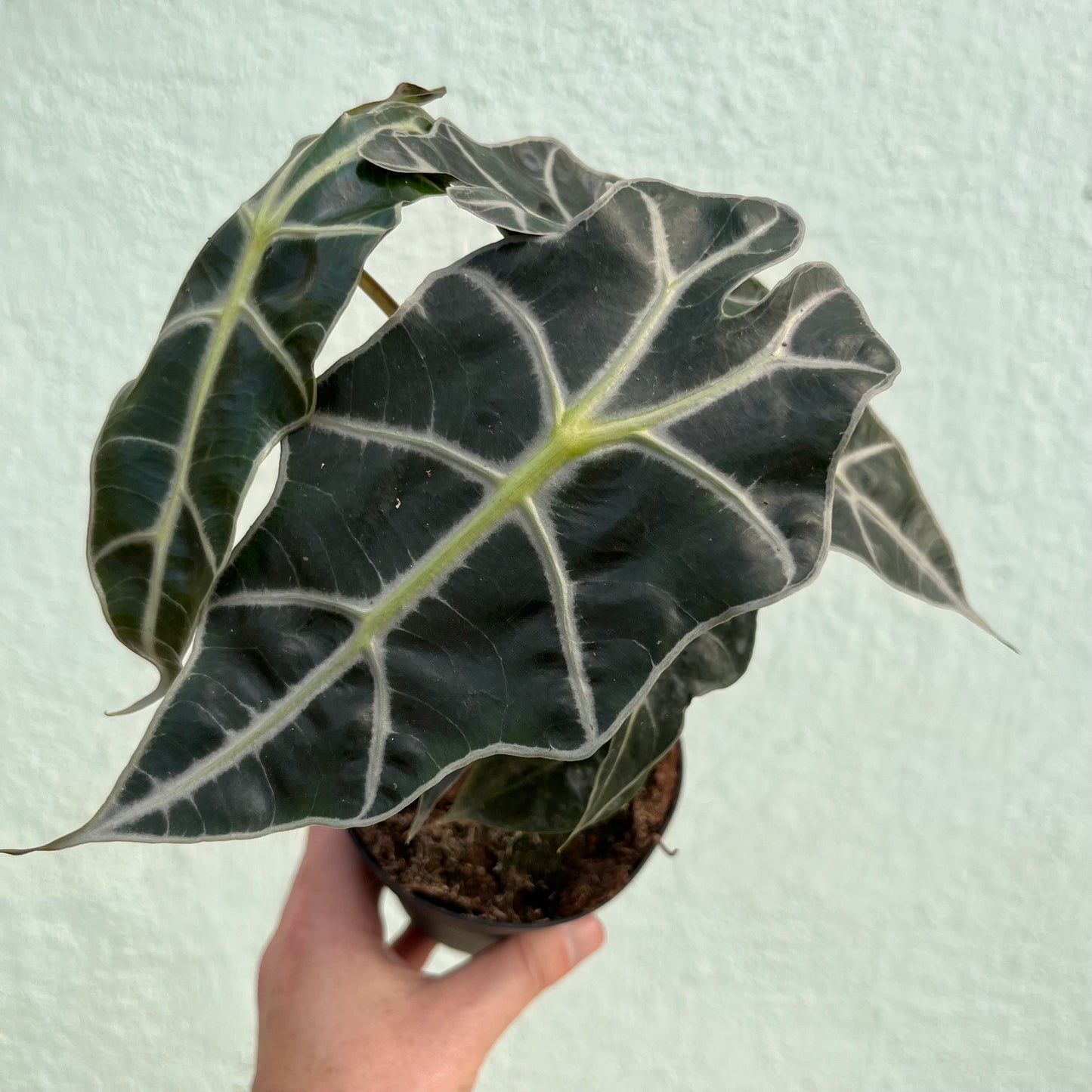 Alocasia-Polly 4"