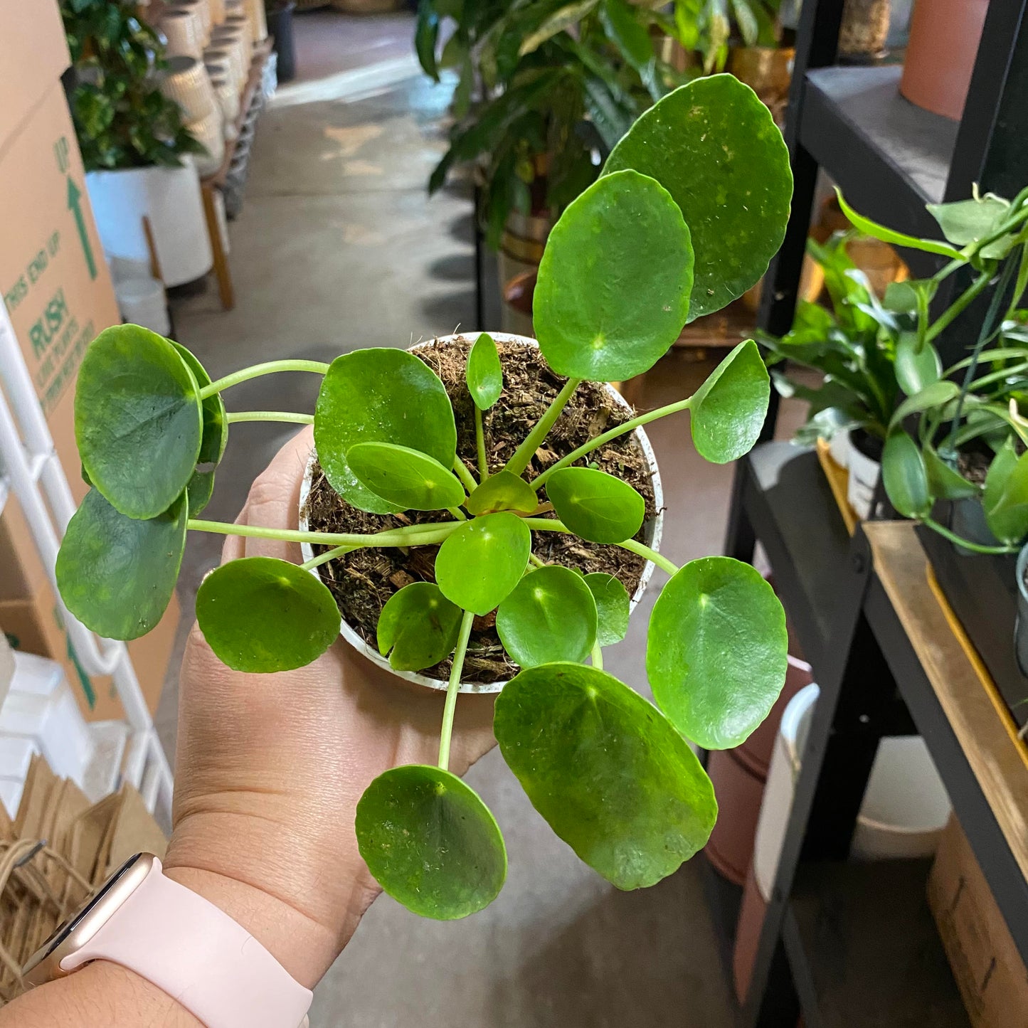 Pilea-Peperomioides- 4 inch
