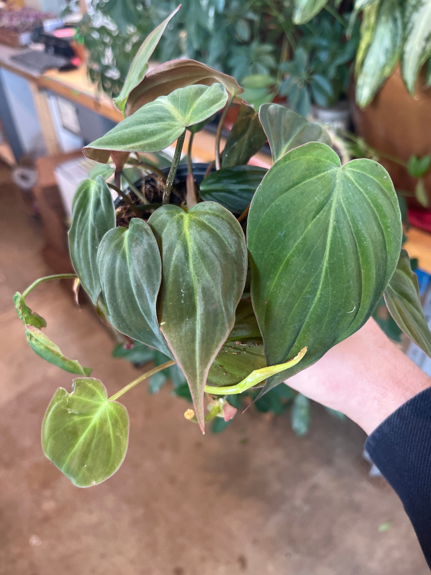 Philodendron-Micans 4 inch