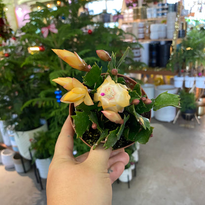 Cactus-Holiday-4 inch