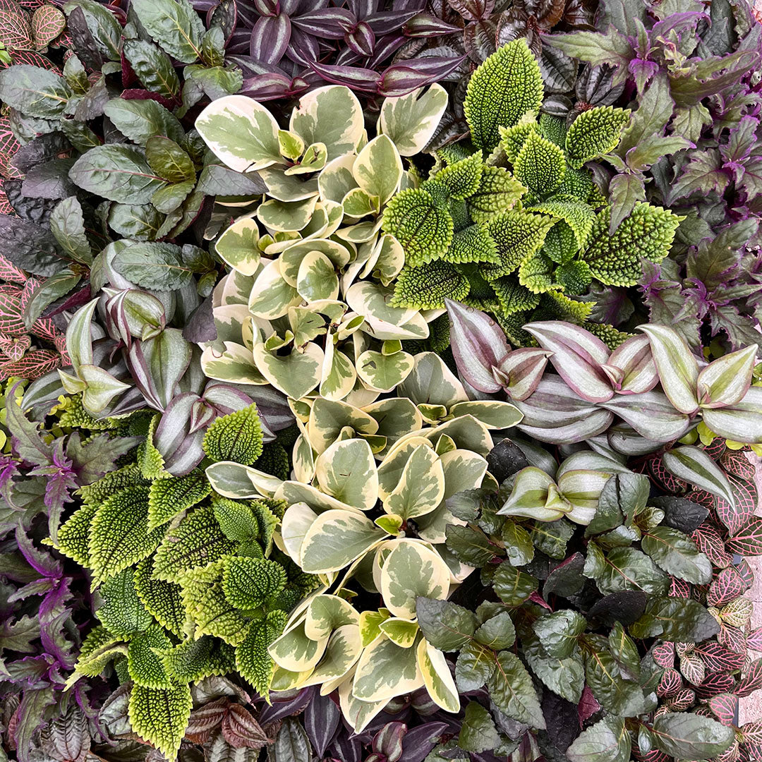 Tropical Assorted 2 inch