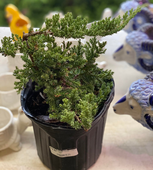 Bonsai-Juniper 6 inch