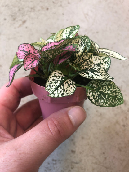 Hypoestes-Splash (Polka Dot Plant)-2 inch